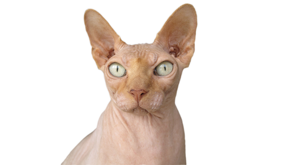 Do Sphynx Cats Have Whiskers?